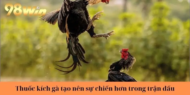 Thuốc kích gà tạo nên sự chiến hơn trong trận đấu