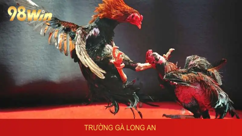 Về nguồn gốc của đấu trường đá gà của Long An